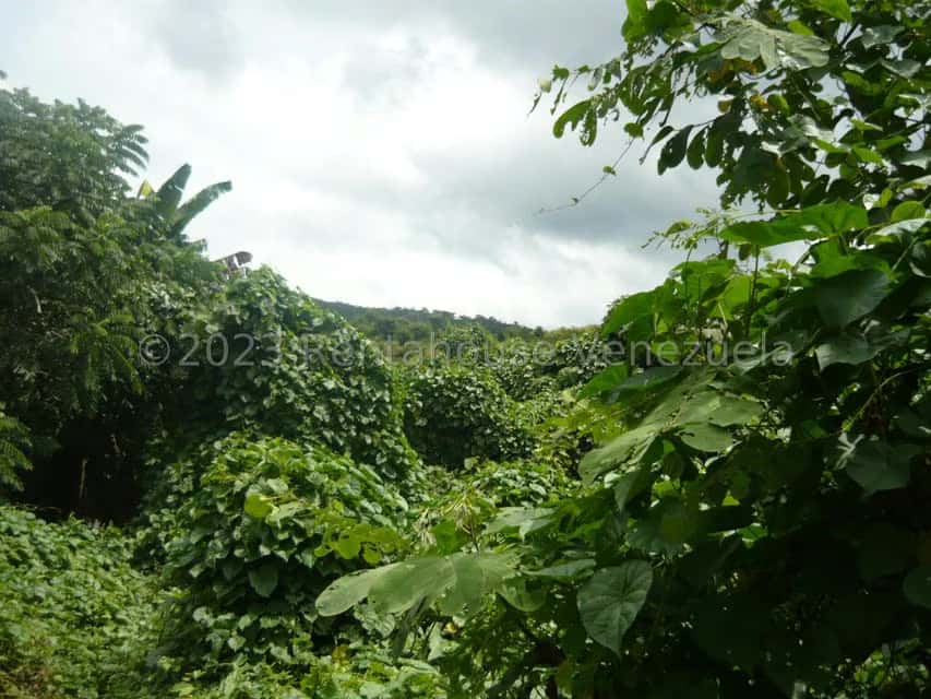 View 18