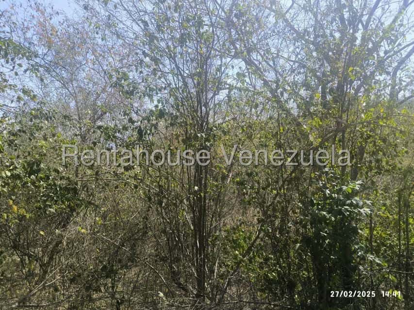 Vista 12