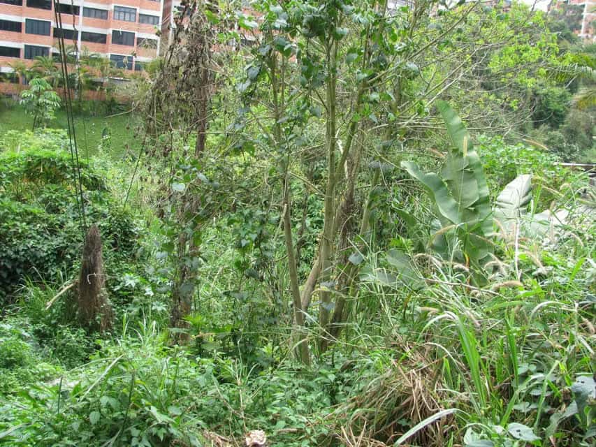 Vista 4