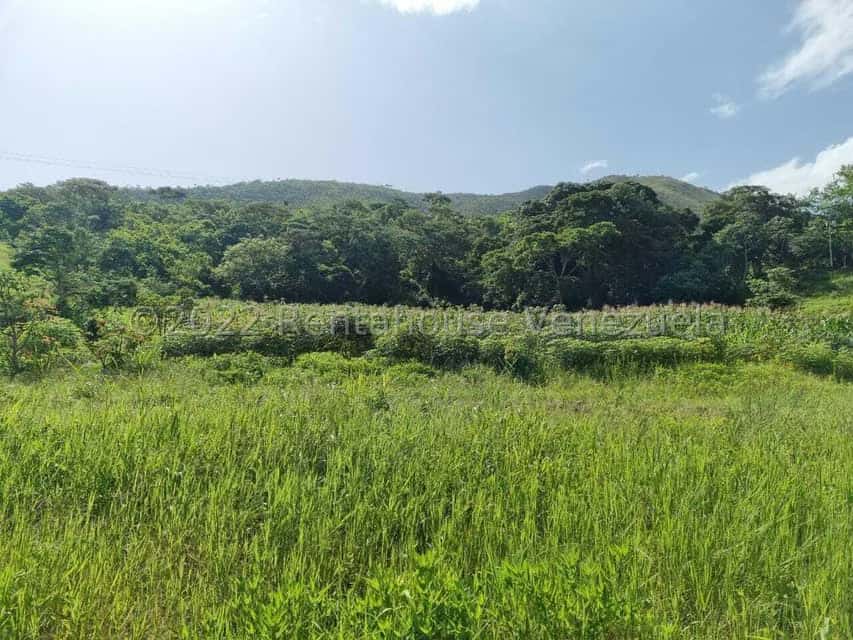 View 66