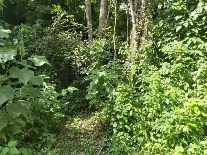 Vista 33
