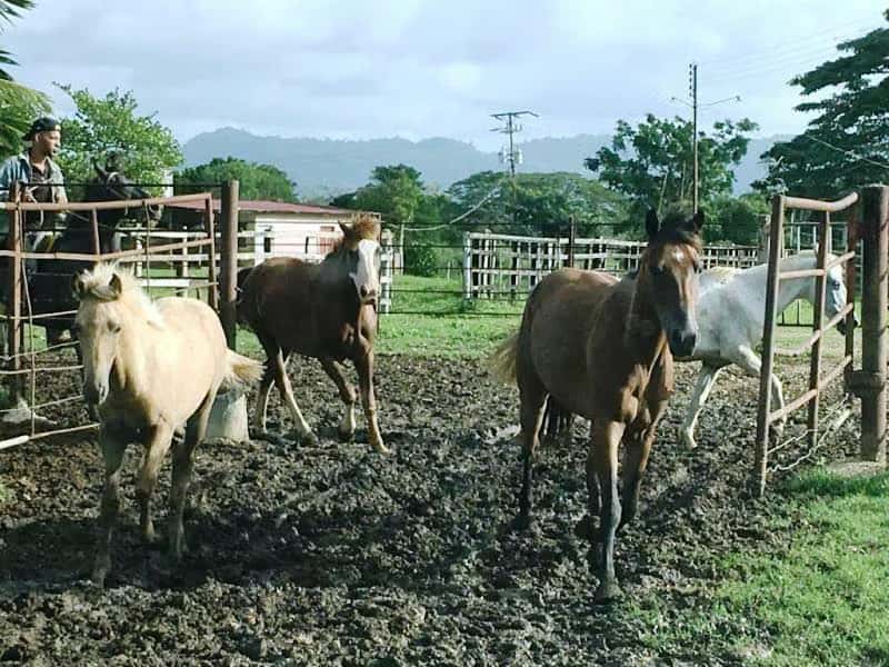 Vista 12