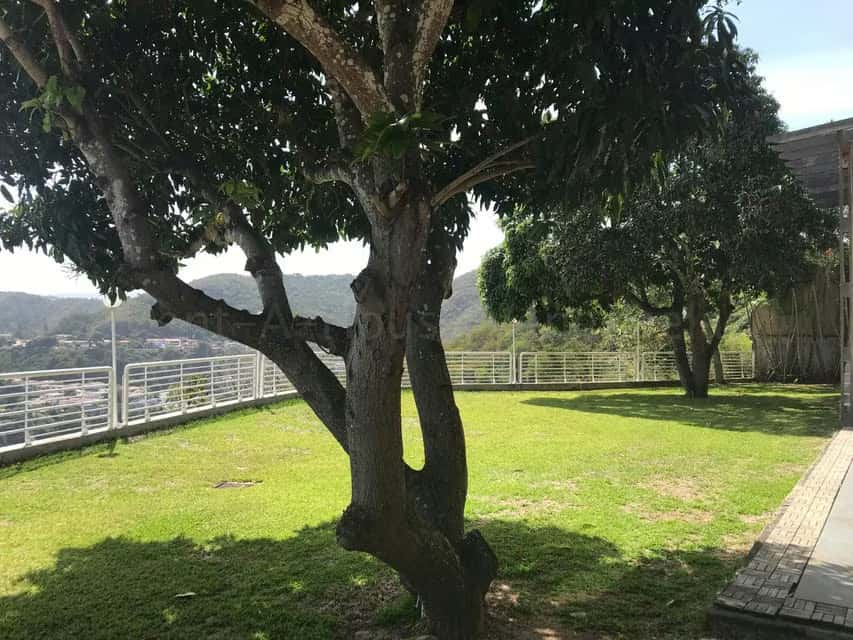 Vista 31