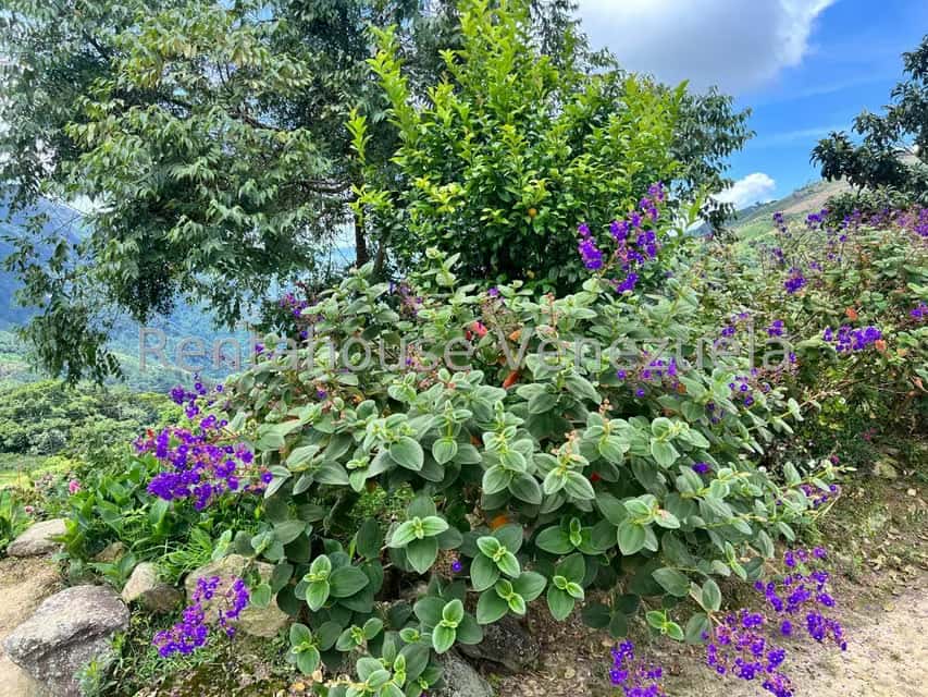 View 19