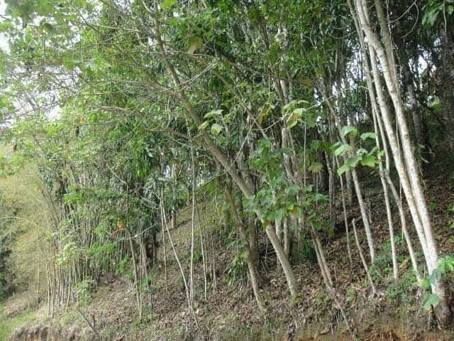 Vista 21