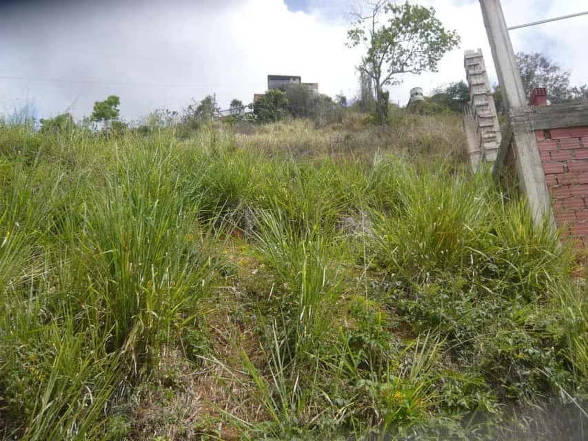 Vista 19