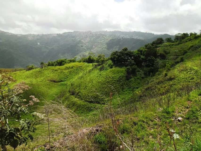 Vista 19