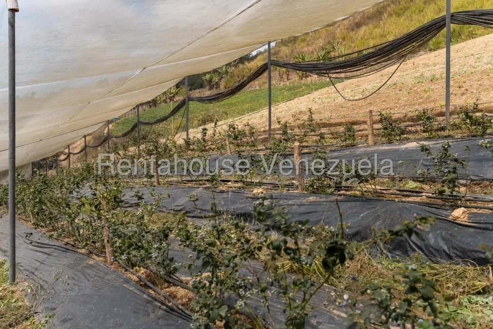 Vista 18