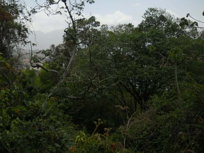 Vista 9