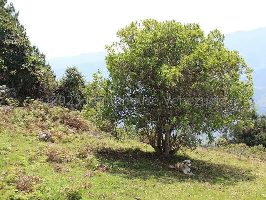 View 39