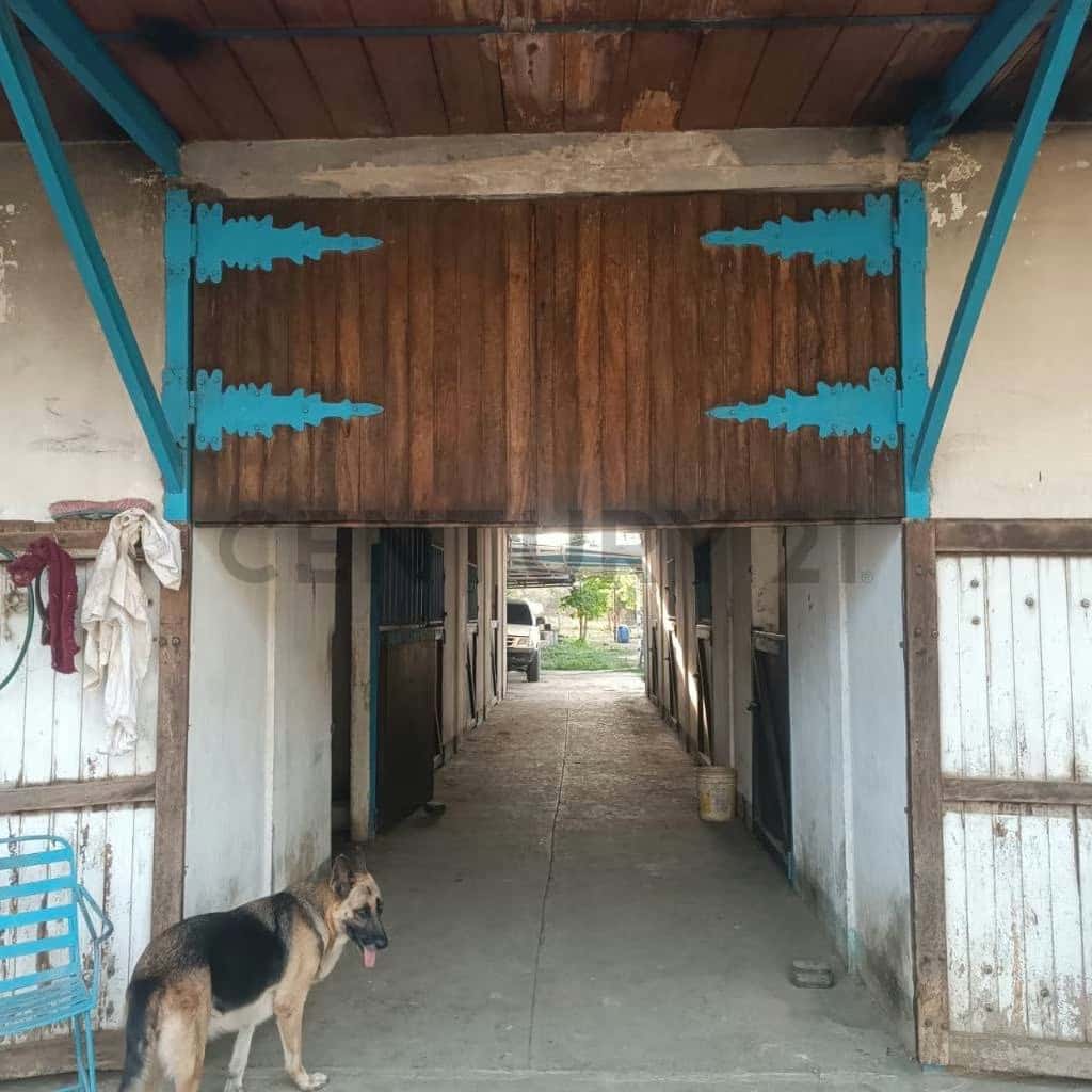 Vista 18