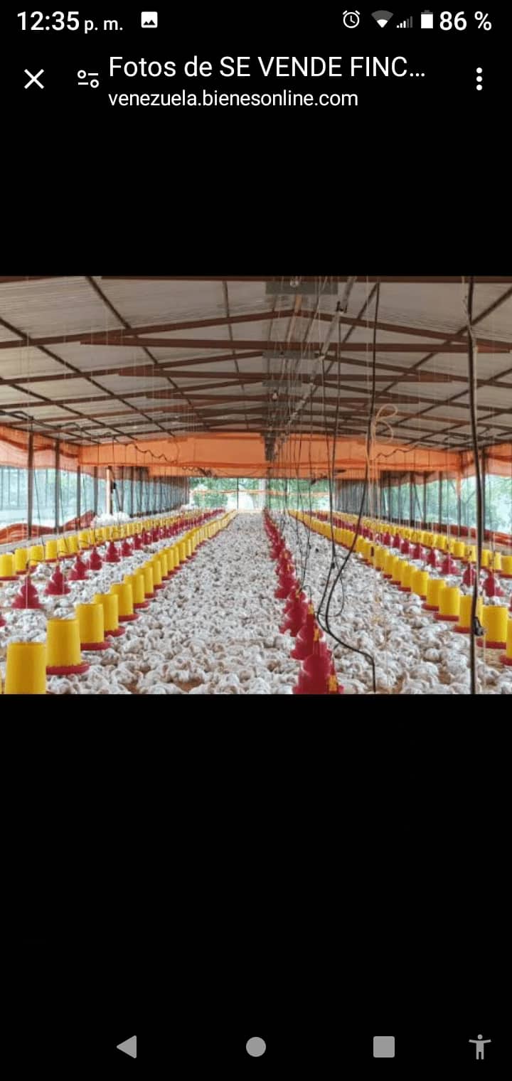 SE VENDE FINCA PROCESADORA DE POLLO