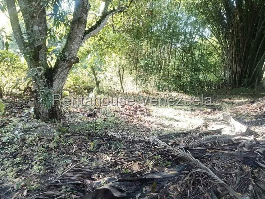 Casa (Casas de Campo) en Venta en Centro - Guama, Yaracuy - 12