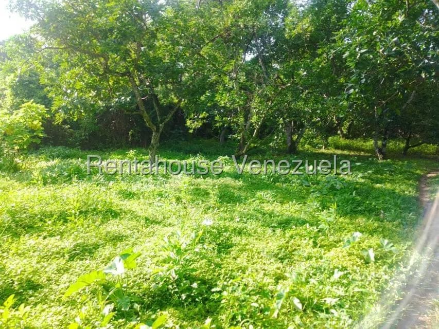 Casa (Casas de Campo) en Venta en Centro - Guama, Yaracuy - 3