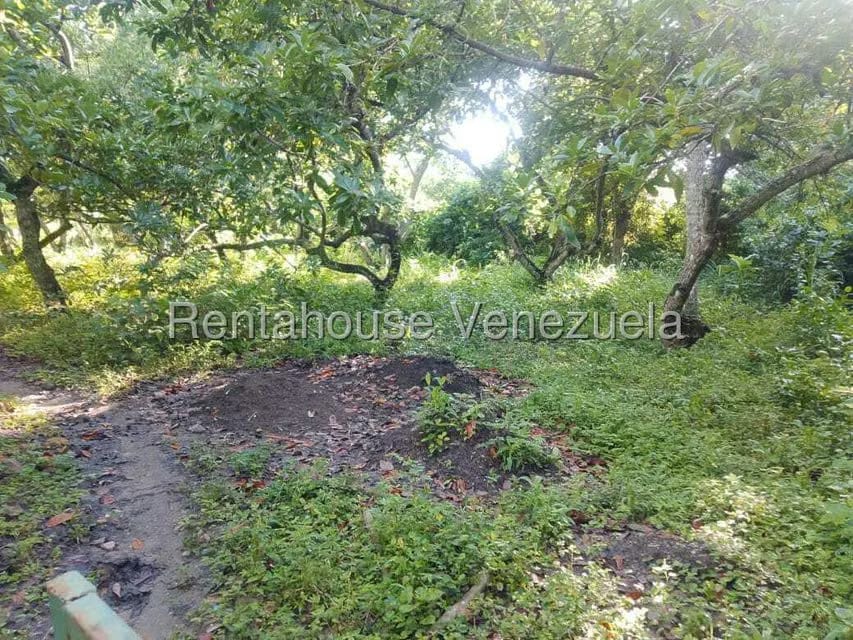 Casa (Casas de Campo) en Venta en Centro - Guama, Yaracuy - 23