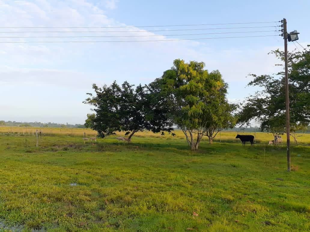 Finca en Venta - Alto Sucre - Maturín - Estado Monagas - 11