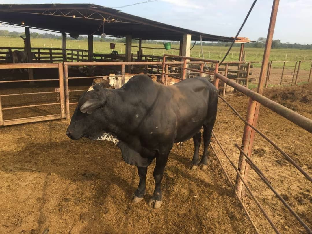 Finca en Venta - Alto Sucre - Maturín - Estado Monagas - 6