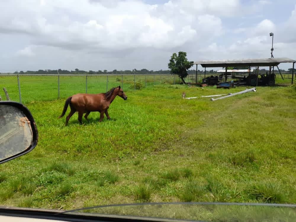 Finca en Venta - Alto Sucre - Maturín - Estado Monagas - 9