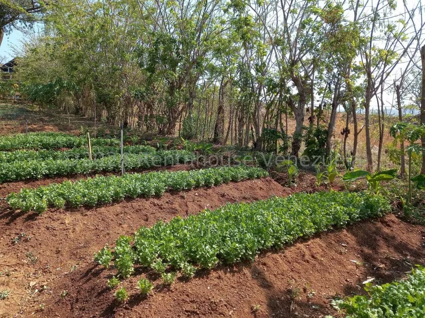 Casa (Finca) en Venta en Distrito San Casimiro, Aragua - 43