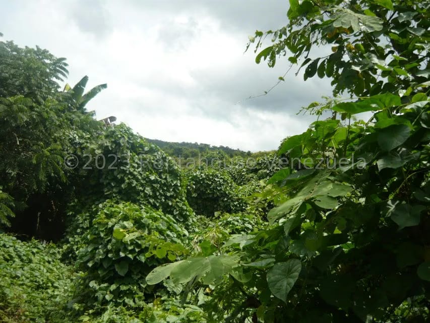 Terreno (Finca) en Venta en Bruzual, Yaracuy - 18