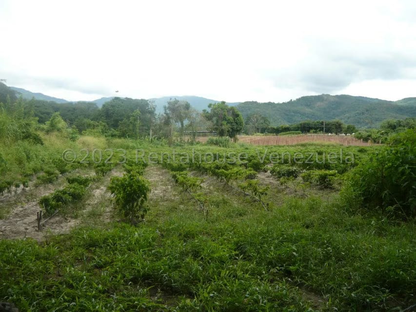 Terreno (Finca) en Venta en Bruzual, Yaracuy - 8