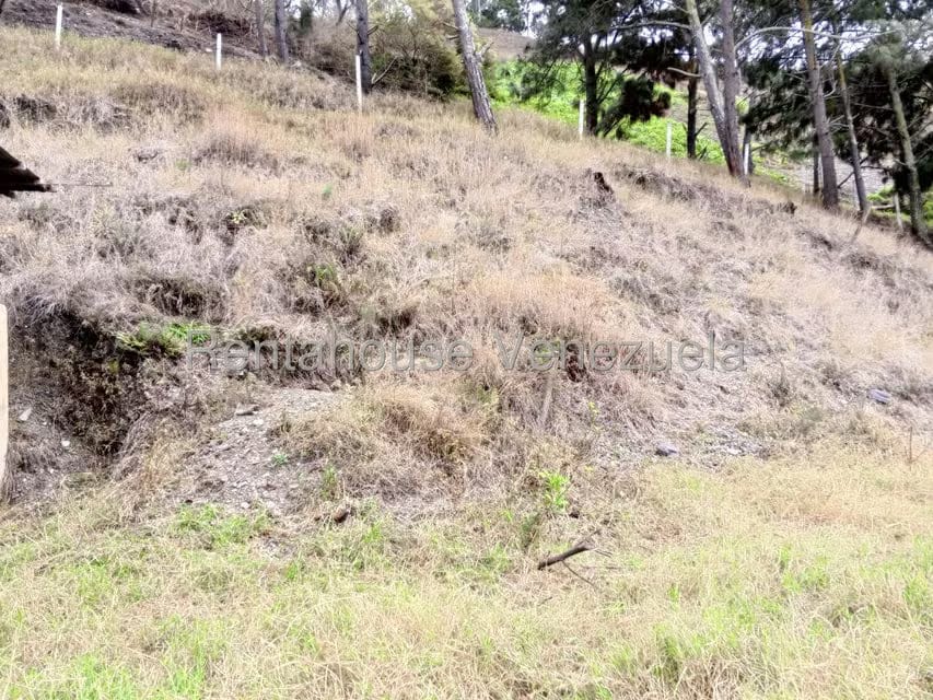 Terreno (Finca) en Venta en Loma Santuario de Duri, Trujillo - 17