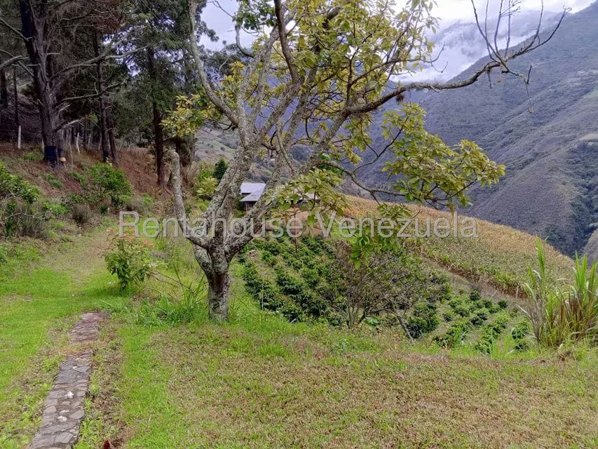 Terreno (Finca) en Venta en Loma Santuario de Duri, Trujillo - 3
