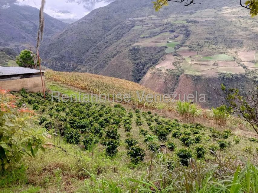 Terreno (Finca) en Venta en Loma Santuario de Duri, Trujillo - 4