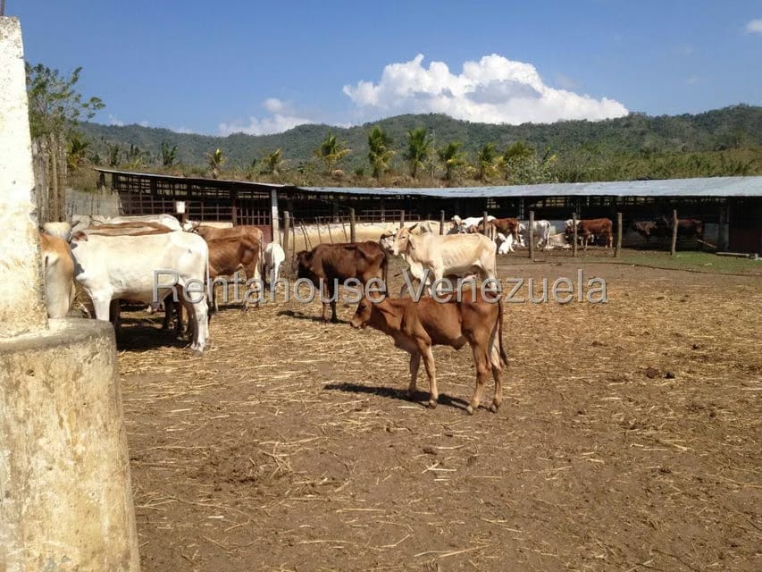 Casa (Multipes Niveles) en Venta en Asentamiento Campesino Embalse Cabuy, Yaracuy - 17