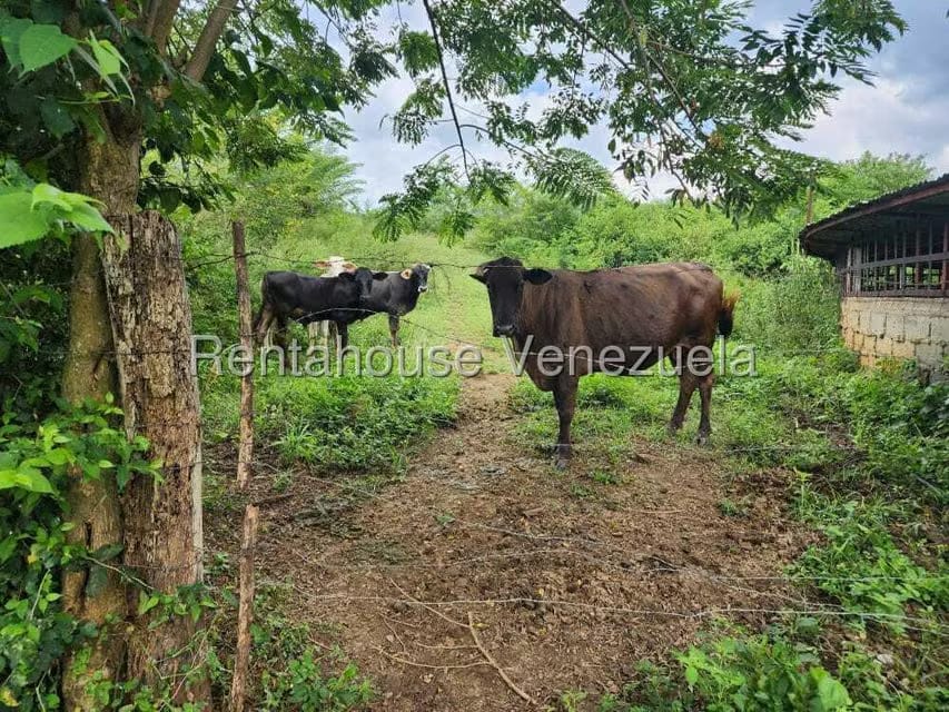 Casa (Multipes Niveles) en Venta en Asentamiento Campesino Embalse Cabuy, Yaracuy - 6