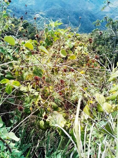 Terreno (Finca) en Venta en Sabaneta, Distrito Metropolitano - 12