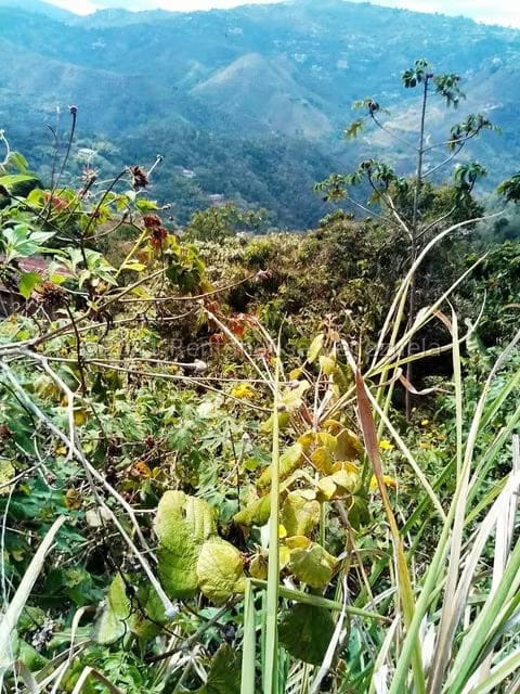 Terreno (Finca) en Venta en Sabaneta, Distrito Metropolitano - 14