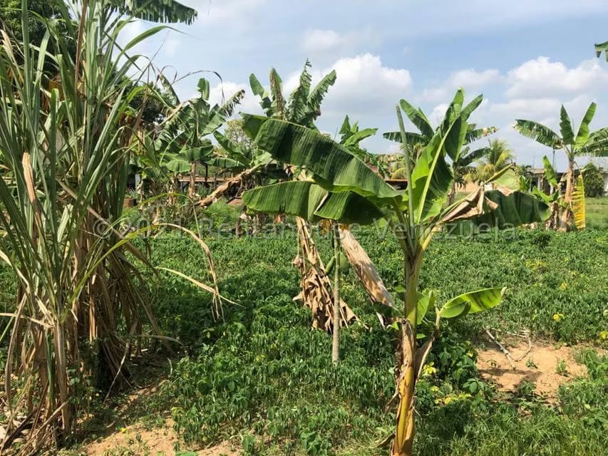 Terreno (Finca) en Venta en Barrera, Carabobo - 12