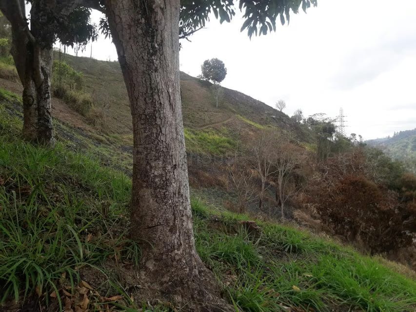 Terreno (Comercial) en Venta en Oripoto, Distrito Metropolitano - 7
