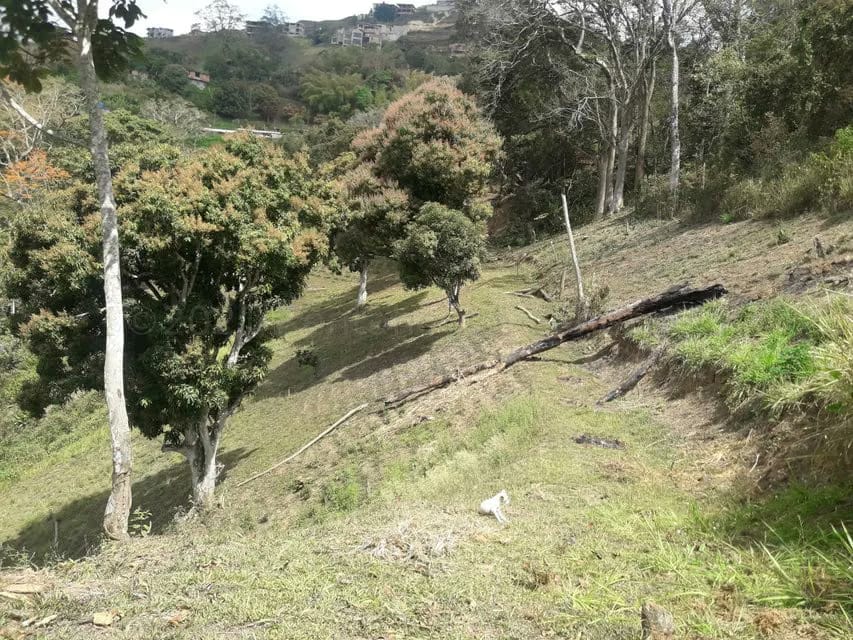 Terreno (Comercial) en Venta en Oripoto, Distrito Metropolitano - 10