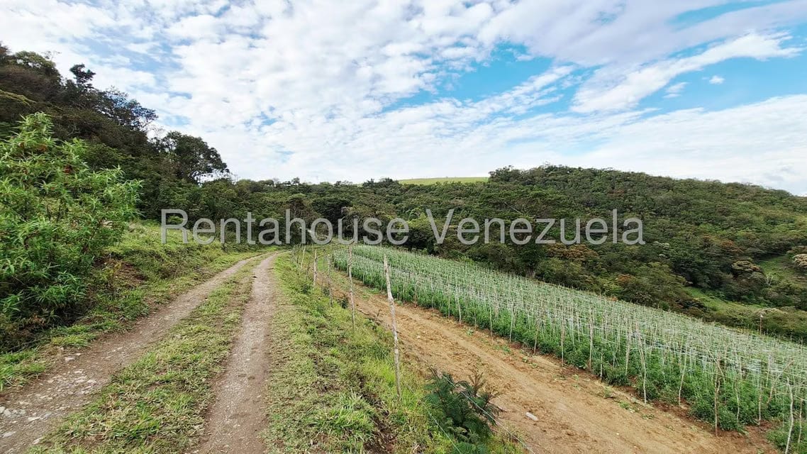 Terreno (Finca) en Venta en Jimenez, Lara - 3
