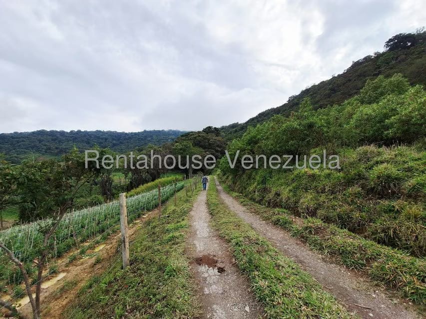 Terreno (Finca) en Venta en Jimenez, Lara - 7