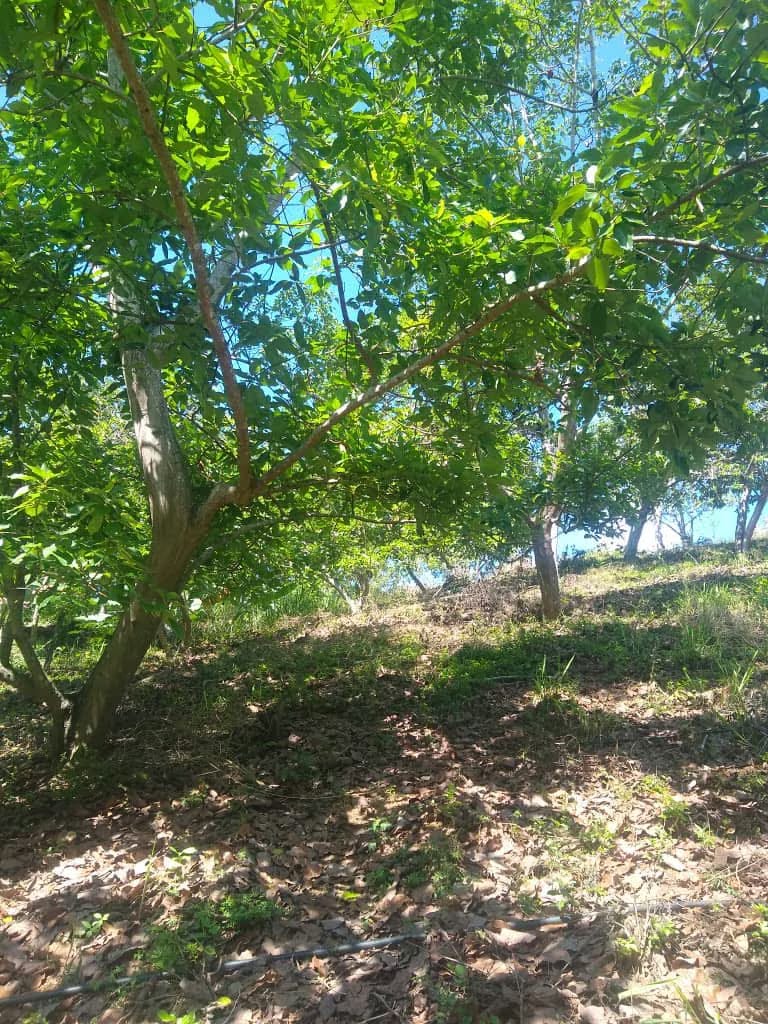 Terreno y casa de adobe. Con 70 matas aguacate