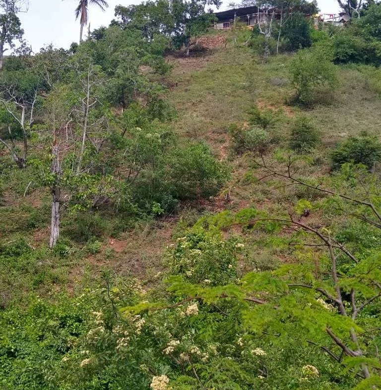 Terreno y casa de adobe. Con 70 matas aguacate - 3
