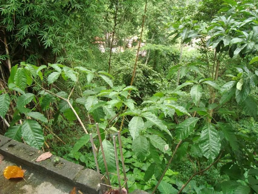 Comercial (Galpon - Deposito) en Venta en Turumo, Distrito Metropolitano - 15