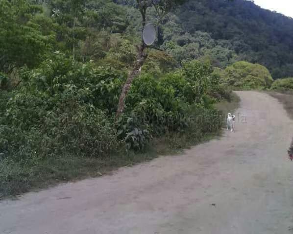 Terreno (Finca) en Venta en El Tibron, Vargas - 13
