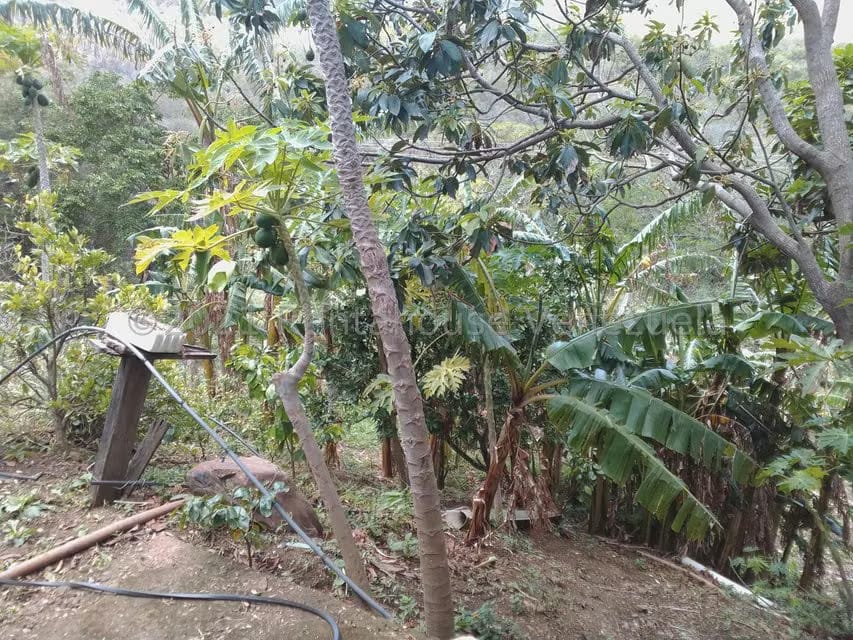 Terreno (Finca) en Venta en Tacarigua, Nueva Esparta - 19