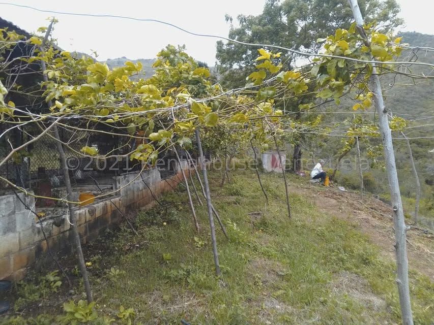 Terreno (Finca) en Venta en Tacarigua, Nueva Esparta - 7