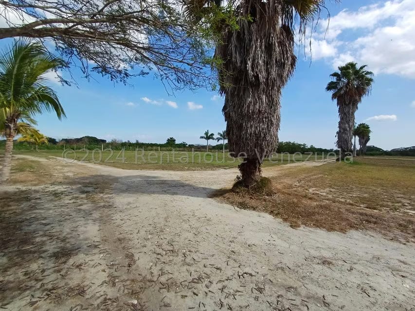 Terreno (Finca) en Venta en Municipio Peña, Yaracuy - 4