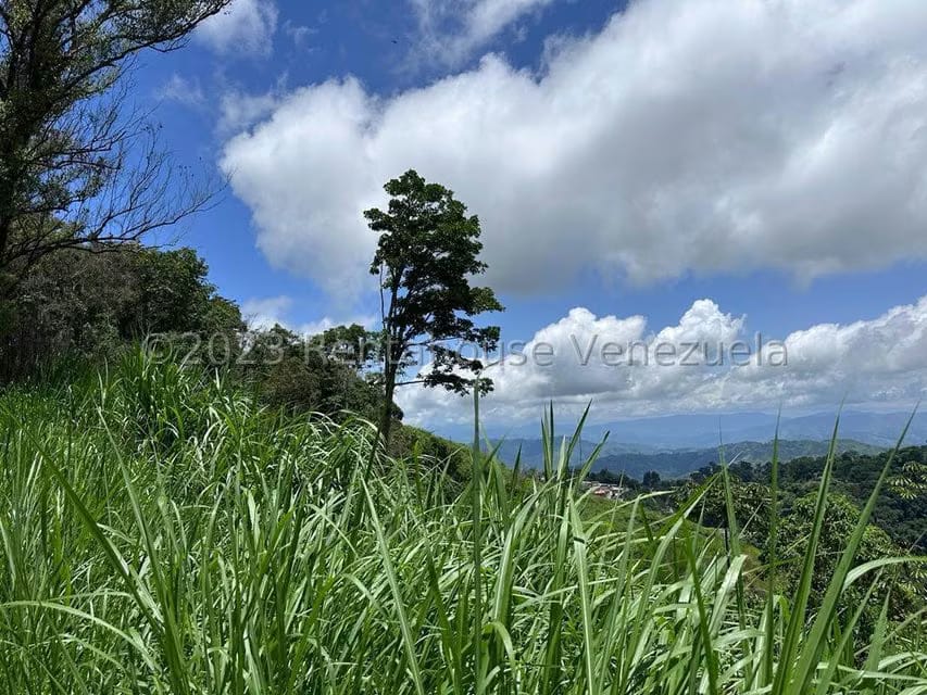 Terreno (Residencial) en Venta en El Limon, Miranda - 6