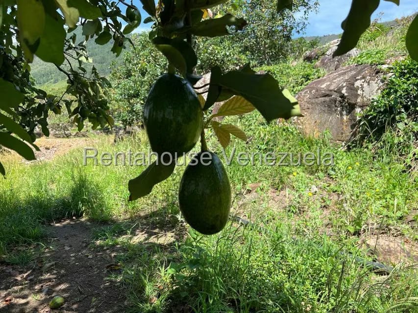 Terreno (Finca) en Venta en Municipio Moran, Lara - 27