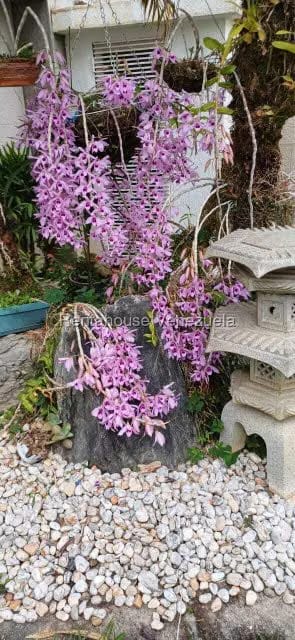 Casa (Multipes Niveles) en Venta en Colinas del Tamanaco, Distrito Metropolitano - 51