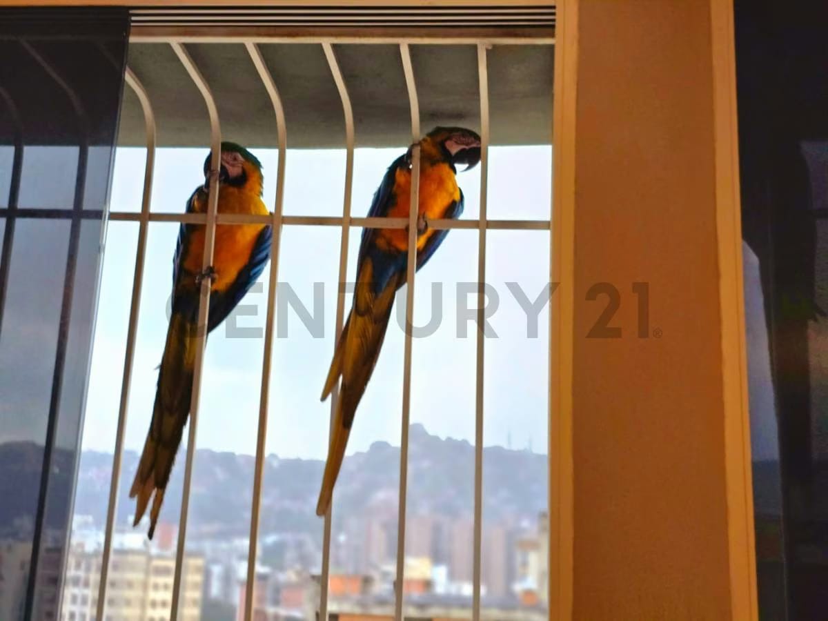 PENT HOUSE DE 241m2 con 4 P.E. en Callejón Machado. Urb.El Paraíso. Caracas. - 23