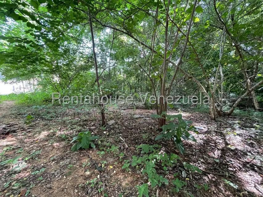 Terreno (Residencial) en Venta en Agua Blanca, Carabobo - 4