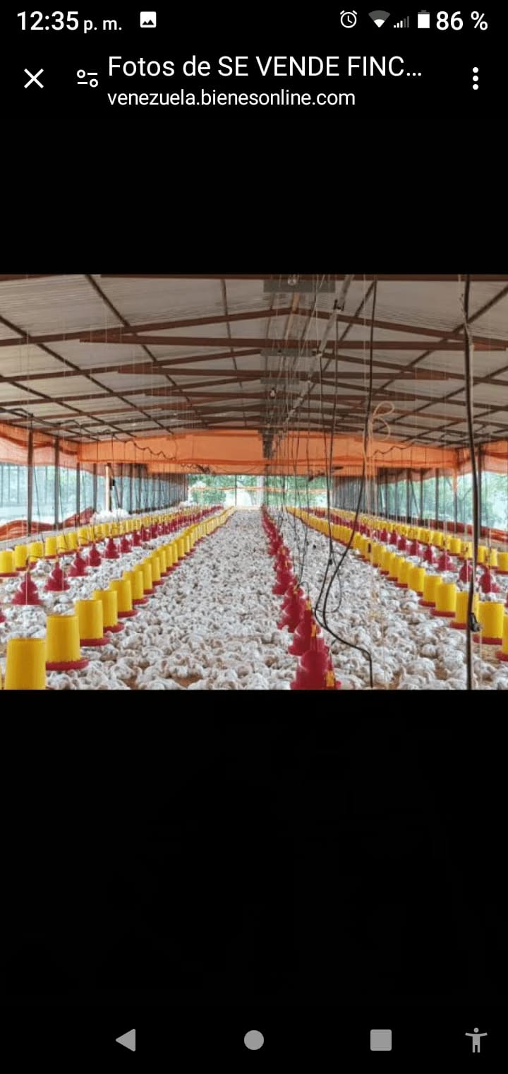 SE VENDE FINCA PROCESADORA DE POLLO